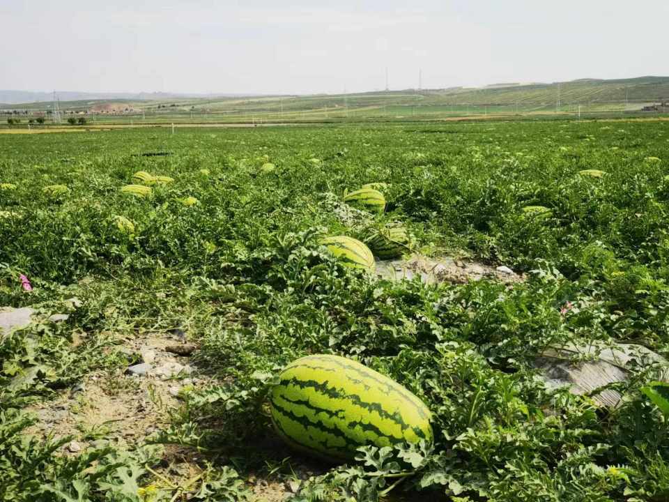 "中卫硒砂瓜"开园上市