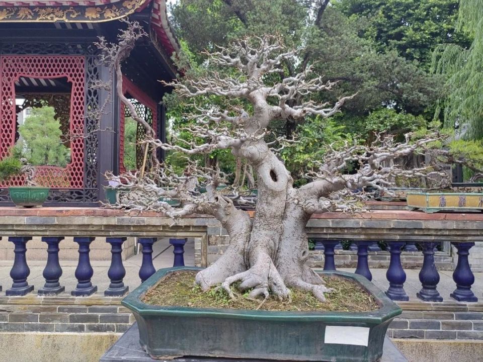 "方寸天地"岭南盆景展4.0版本来啦