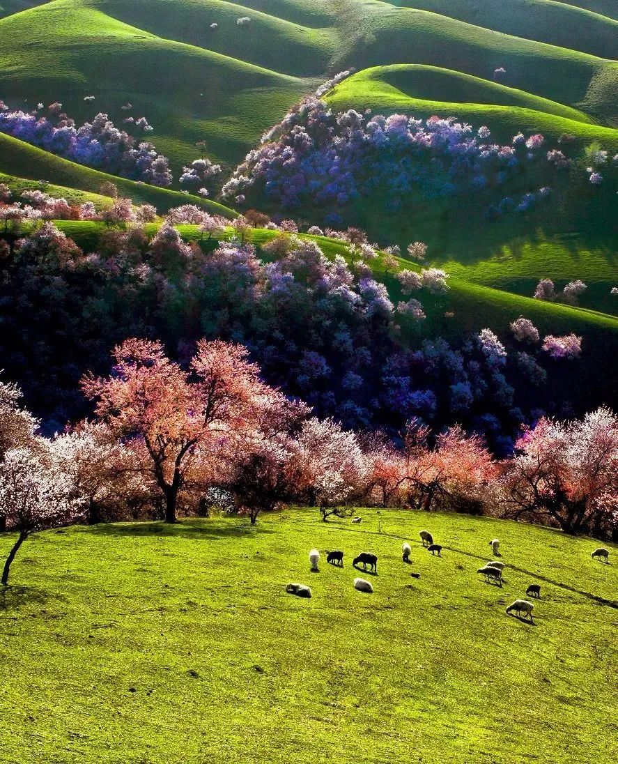 春天到了,当然是那拉提杏花谷啊~最美四月天我们去哪玩?假期出游计划