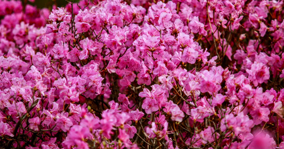 坐标大黑山,醉美杜鹃花海季来啦!