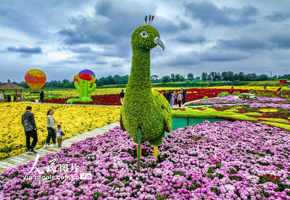 山西花展图片