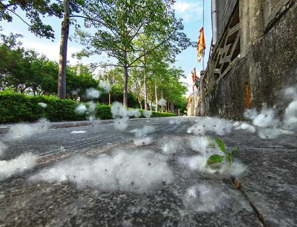 济宁柳絮杨絮又来了我们该怎们办这几个妙招可以试一试