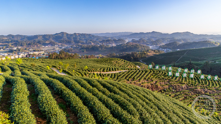 南川:水土治理茶香满园
