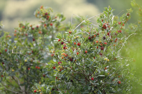 博白县凤山镇杨梅成熟时游客采摘乐