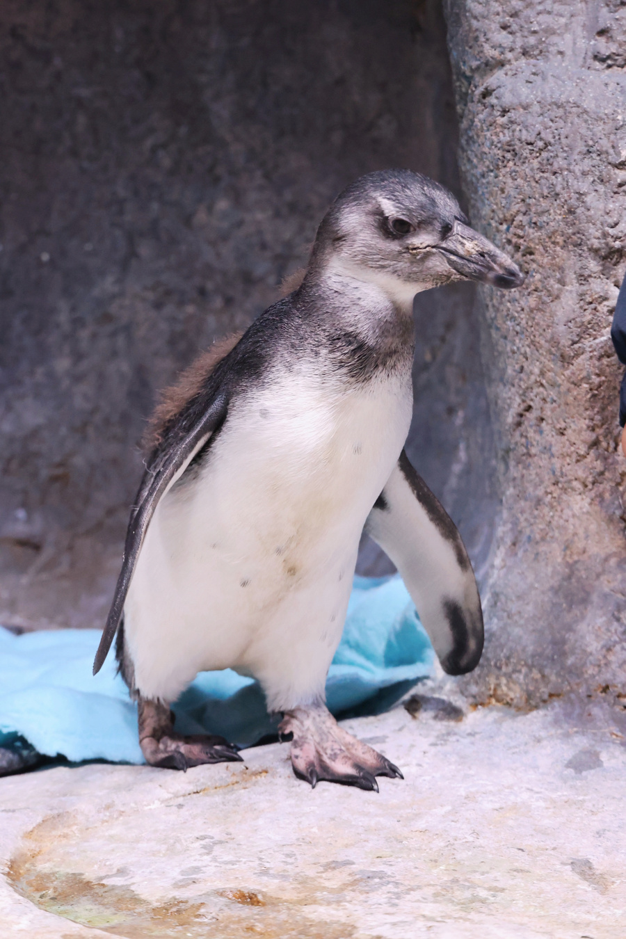 城事】“茂茂”来了，长风海洋世界繁育出首只非洲企鹅宝宝-腾讯新闻