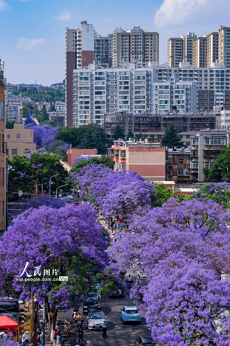 云南昆明蓝花楹进入盛花期