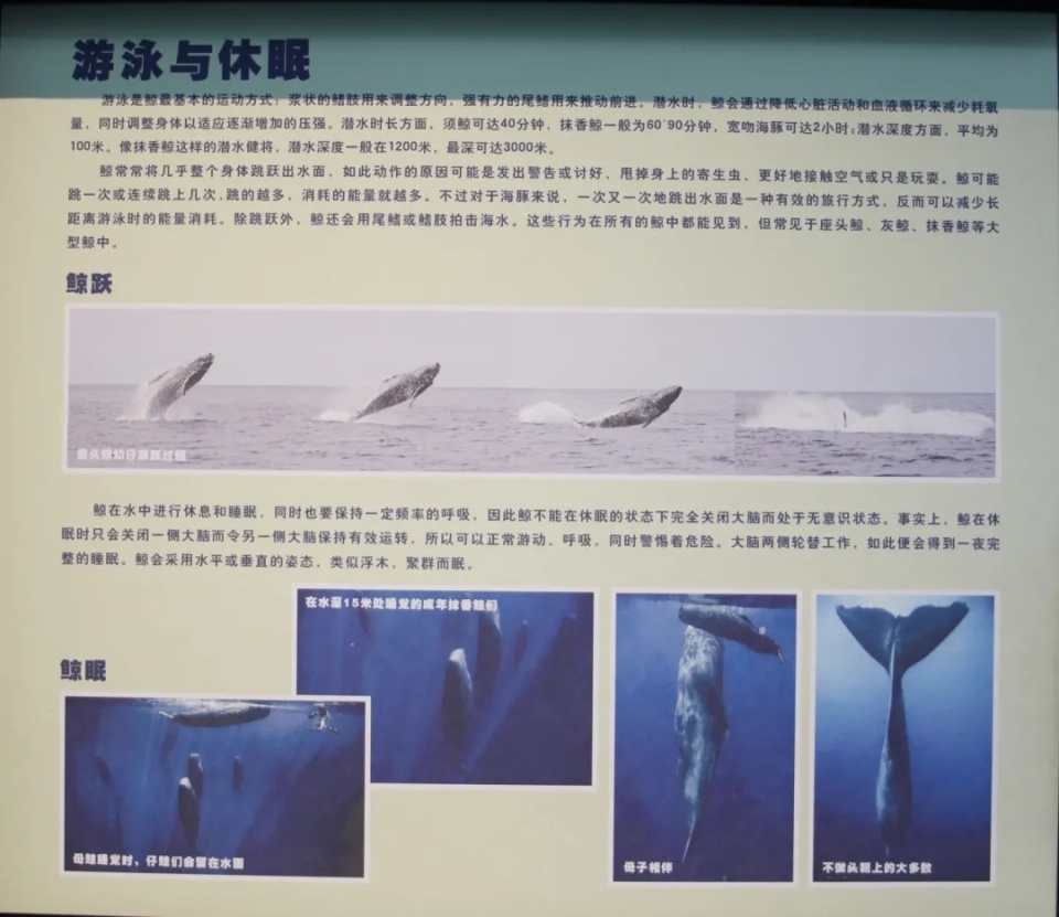 观展导引丨你所了解的鲸可能不止于此-腾讯新闻