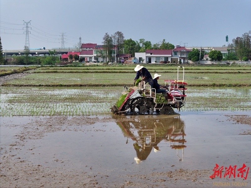 赫山区421万亩早稻开启插秧季