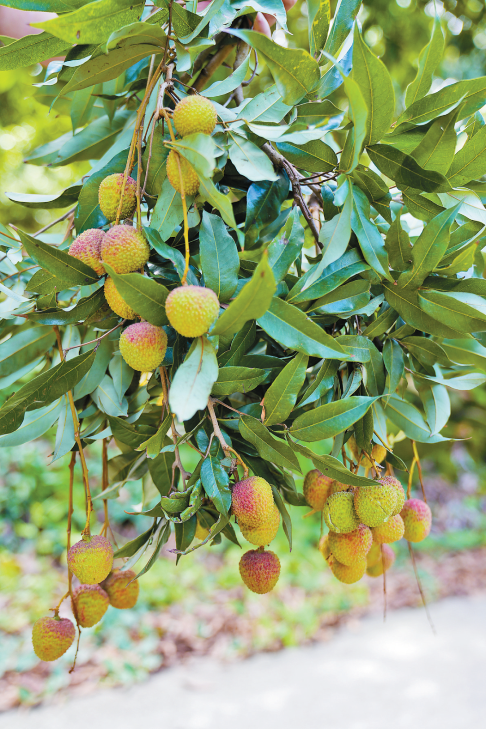 黄田荔枝遇"小小年",风雨过后暂别"桂味"