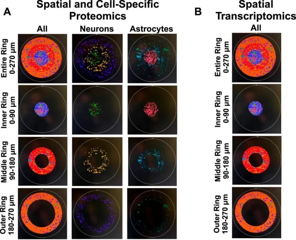 以色列医疗设备有哪些追问weekly ｜ 过去一周，脑科学领域有哪些新发现？Vol.63_https://www.jmylbn.com_新闻资讯_第38张