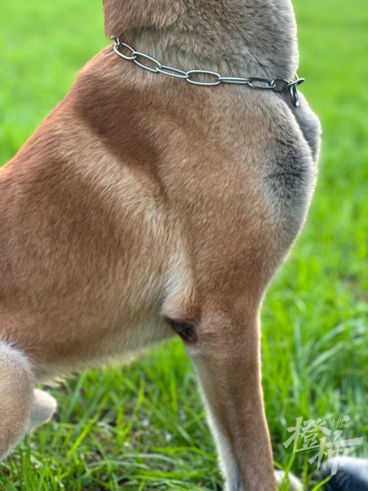 大赛在即,八依,辛巴,麦克斯……犬力爆表,"熊猫"和"豹子"随行出征