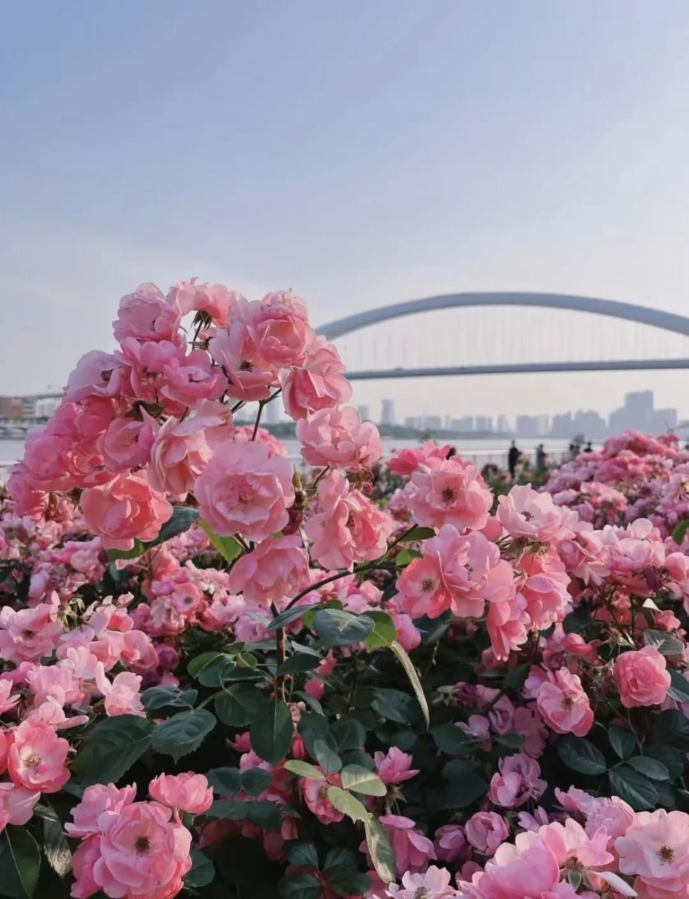 心动了黄浦江滨江岸边这么多花海美翻你的朋友圈