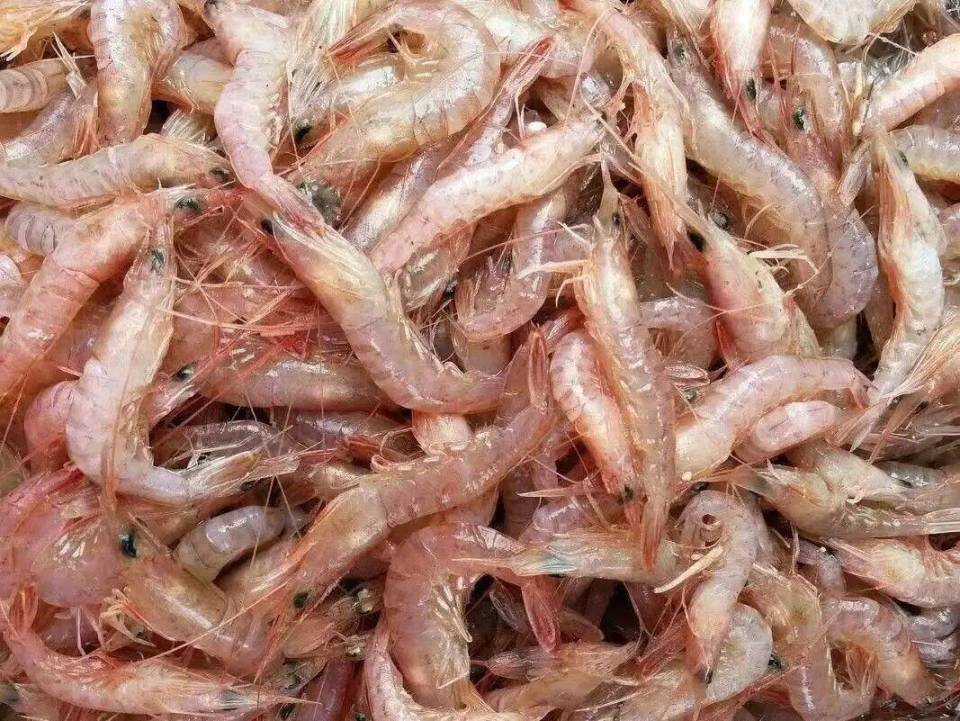 一桌最海鲜|鹰爪虾,与春花一起"绽放"的鲜美滋味