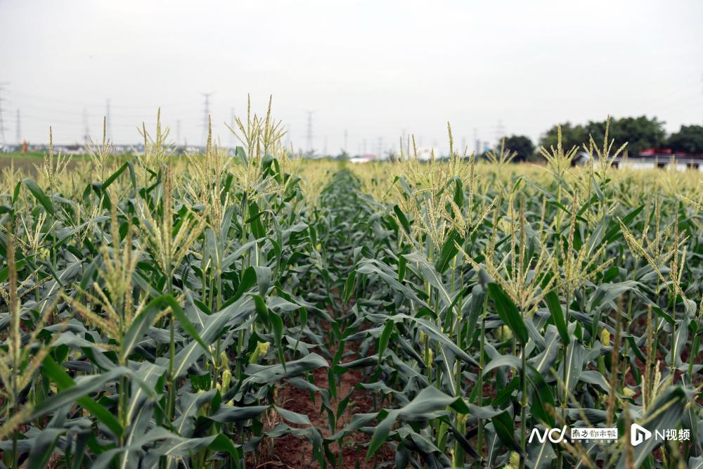 玉米新品种农大377图片