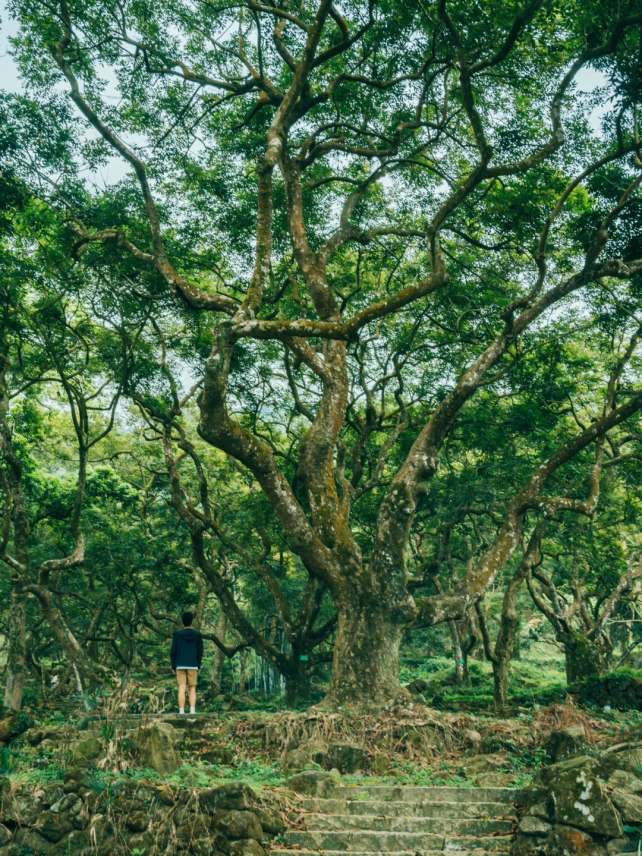 hey/摄古梯田层级分明,视野开阔,青翠欲滴宛如进入了魔幻森林@hey/摄