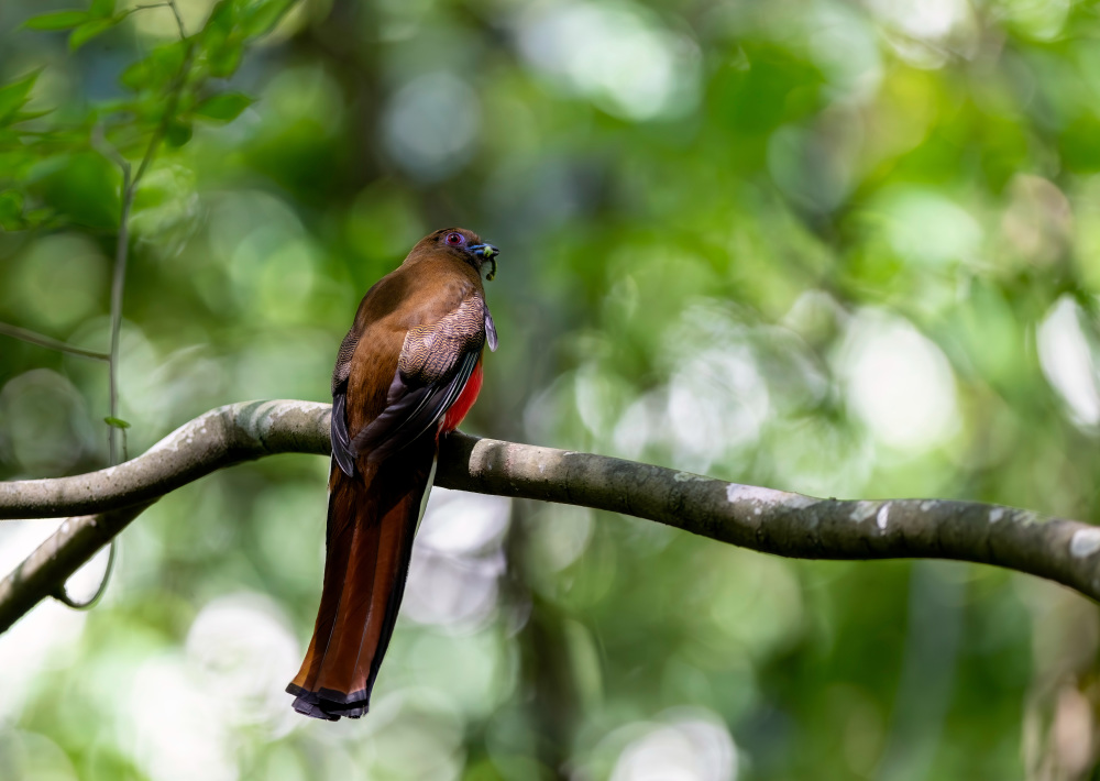 福建:鸟类的乐园