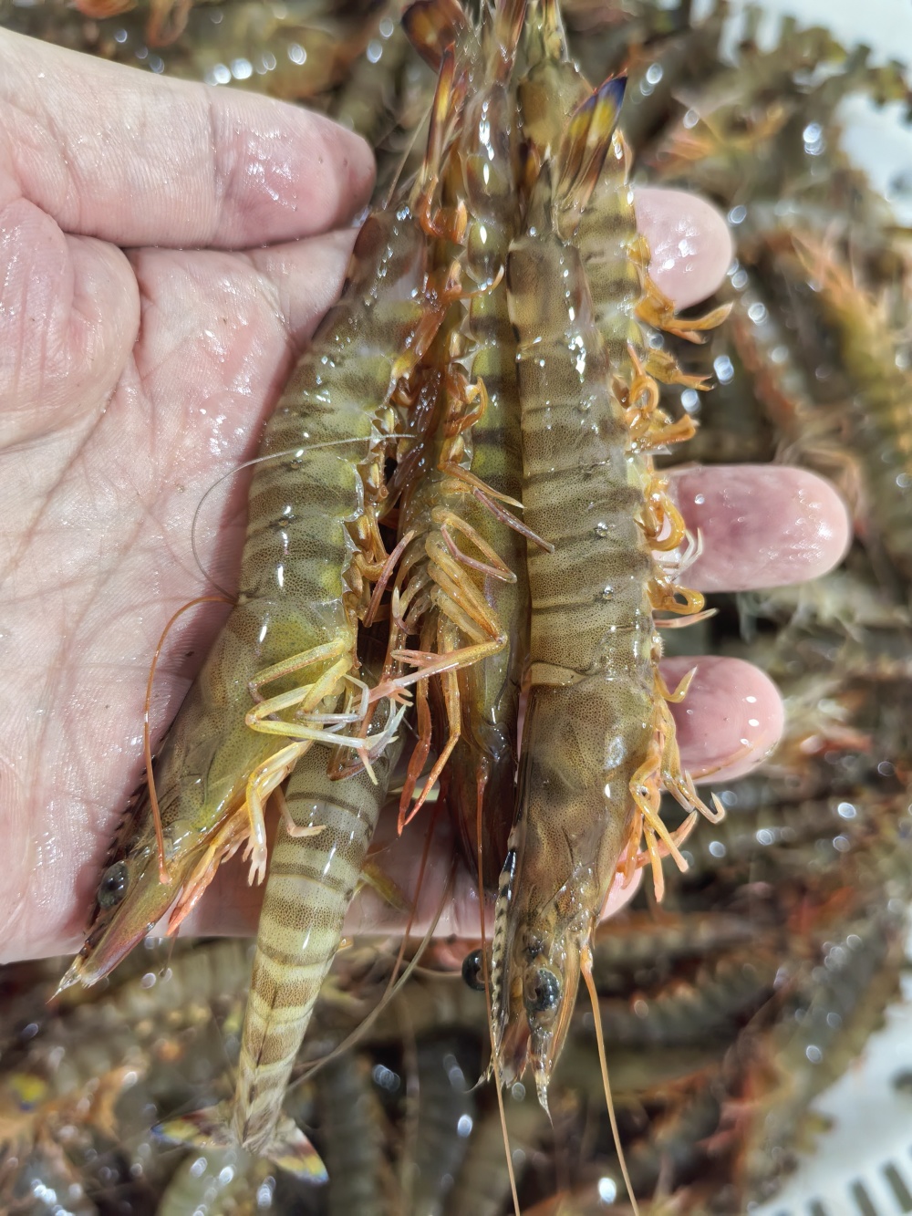 即墨丁字湾竹节虾丰收季,每日20万斤"蹦"向全国