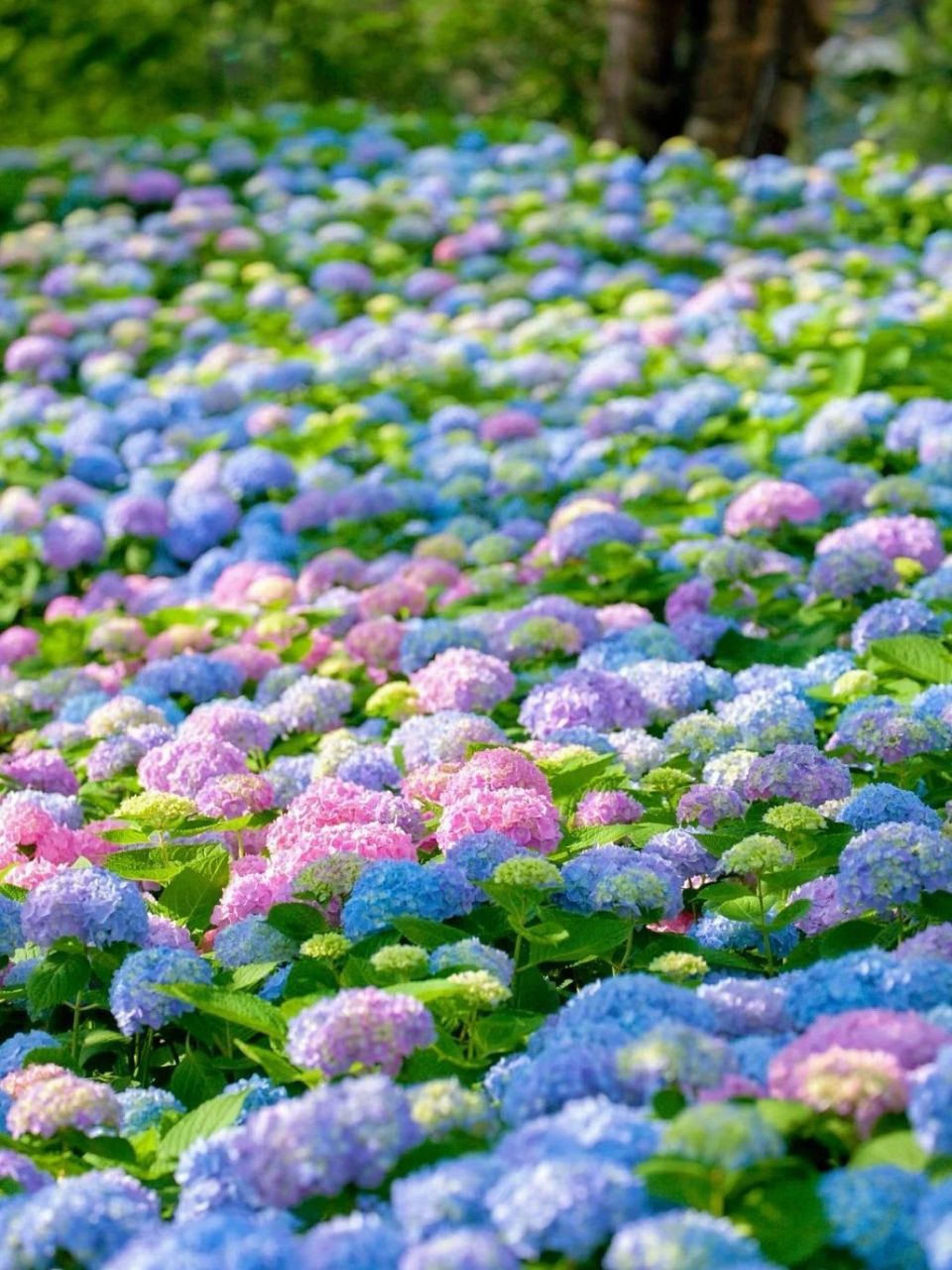 格桑花生长观察日记图片