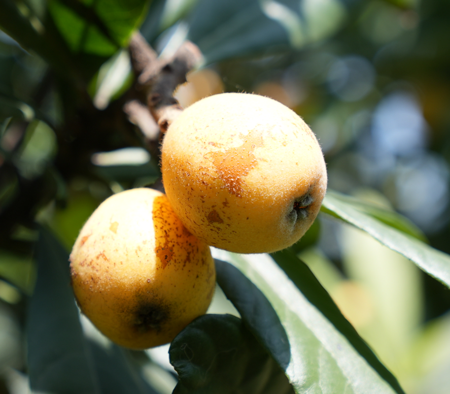 "塘栖枇杷第5年,感觉今年品质最好!