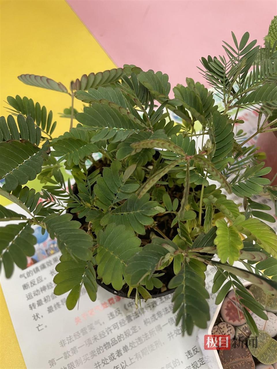 含羞草是天气预报员!庆六一,武汉园林专家给孩子们开讲"神奇植物课"