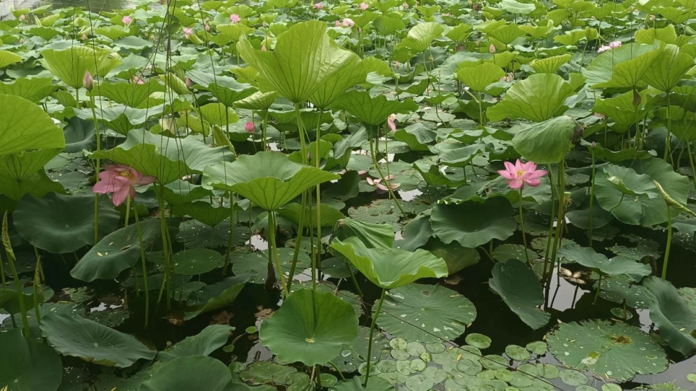 不过想进入天怡温泉森林度假区玩,却不需要买门票.