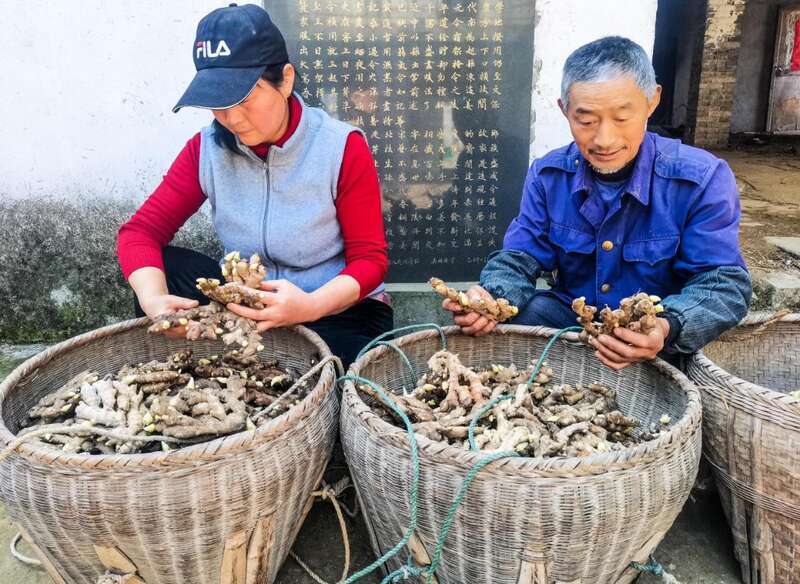 [南方生姜网-图片加载]