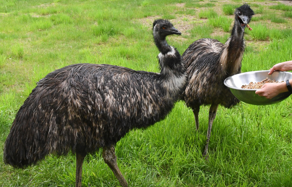 俄罗斯罗伊夫鲁奇动物园(2)