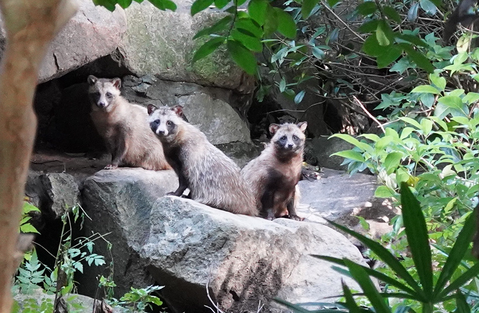 一种戴着黑色"眼罩"的国家二级重点保护野生动物——貉,出现在上海的