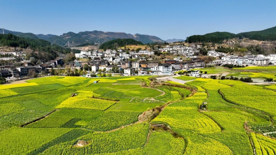 开阳禾丰乡油菜花图片