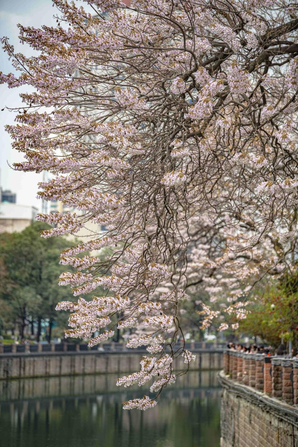 红星桥泡桐花地址图片