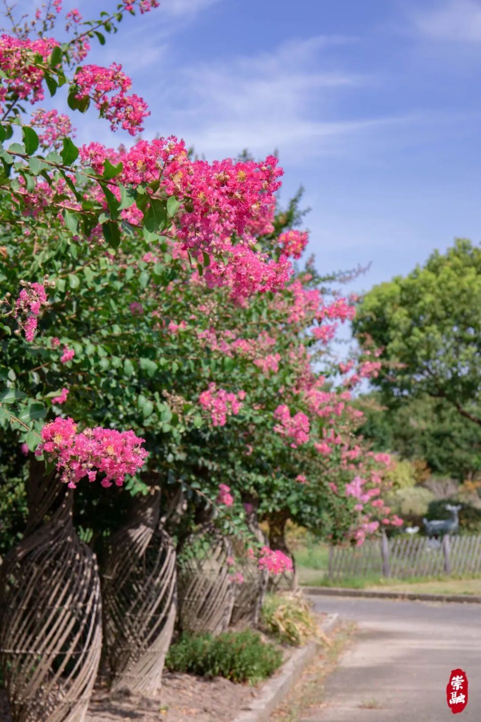 崇明这里,紫薇花开得正盛