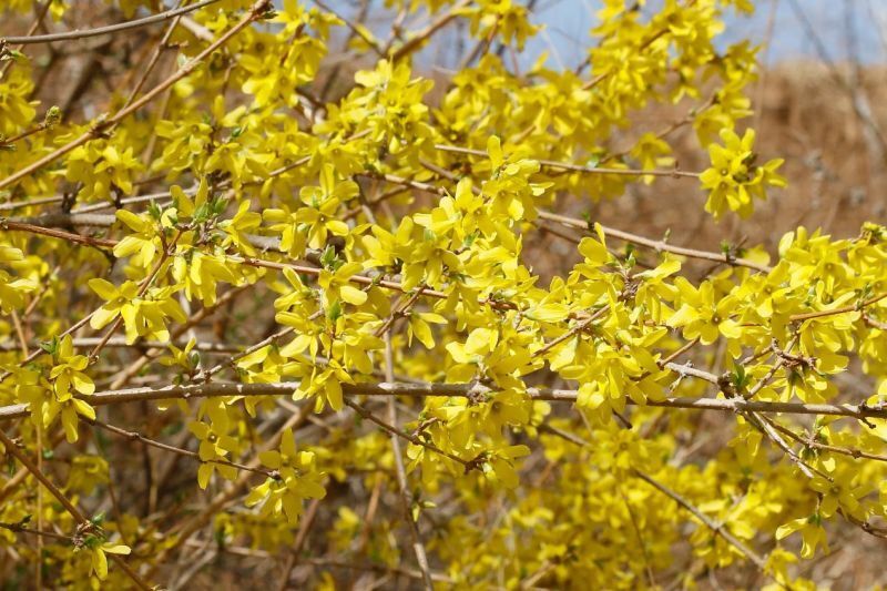 为健康护航的早春使者连翘