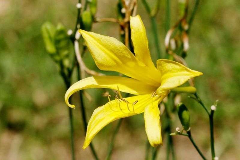 黄花菜(白瑞兴 摄)萱草的栽培和其他应用在野外,萱草主要分布于秦岭