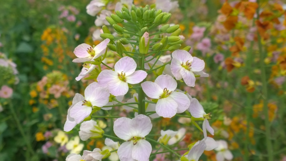 从卖油籽到卖风景 70种色彩油菜花铺就致富新路