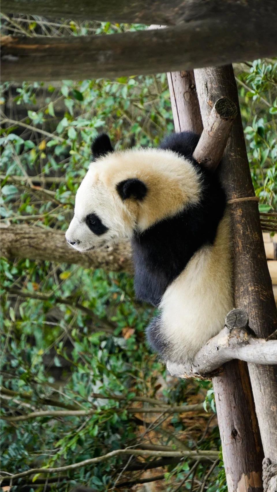 前方高能预警大熊猫含量100