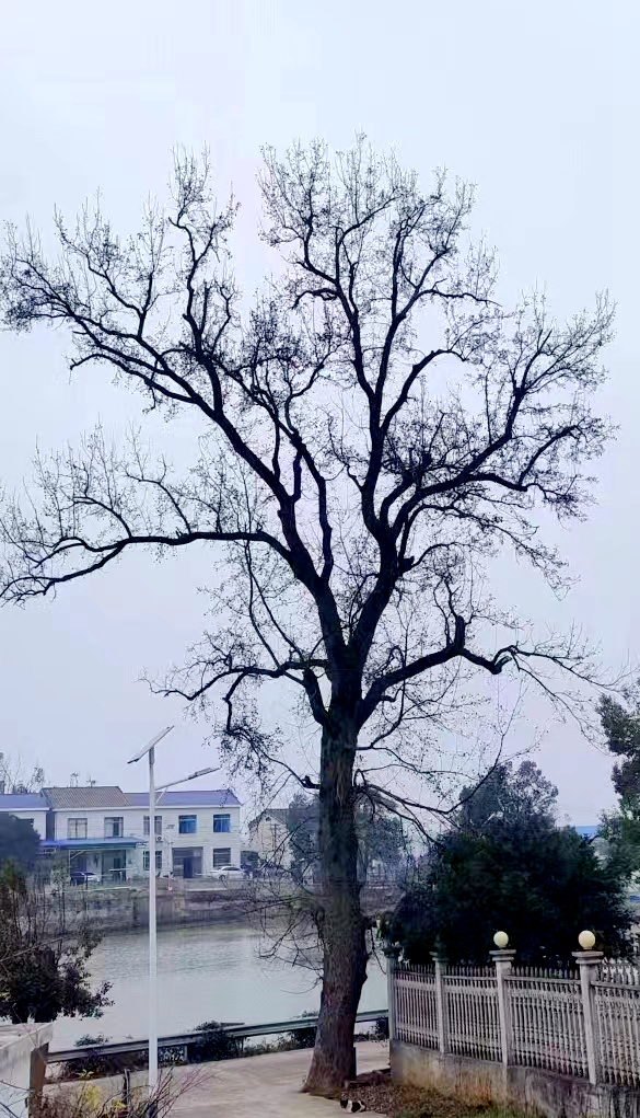 散文丨蒋集政:古今颜塘红_腾讯新闻