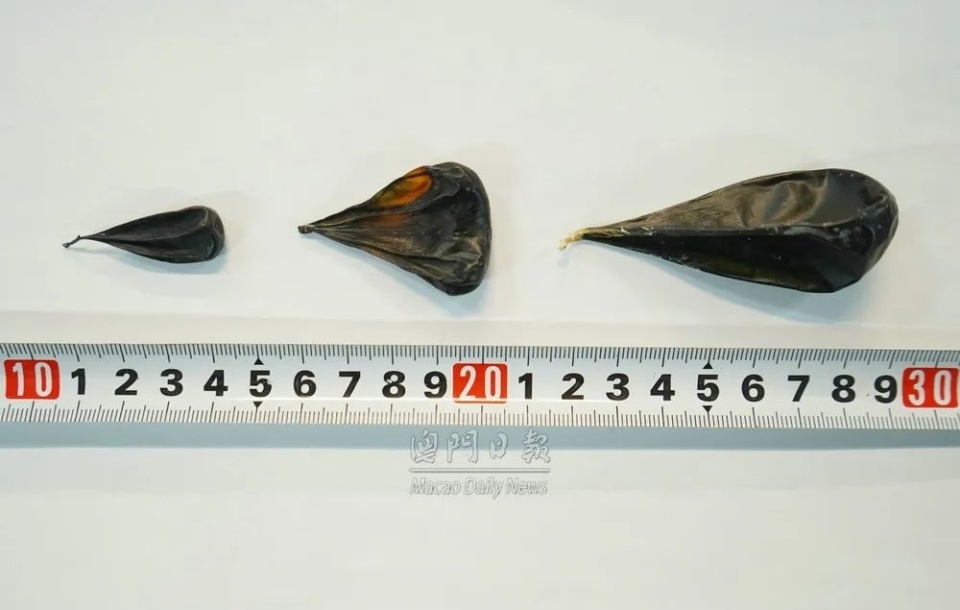 水客供货点搜出1,300公斤干鱼翅,澳门海关破获三起走私案_腾讯新闻