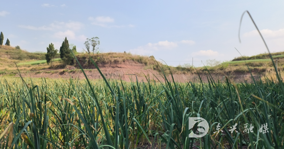 椑木镇:打好金"蒜"盘,走上致富路