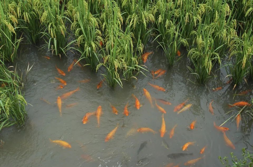 瓯江山水工程"稻鱼共生"系统修复项目入选"联合国生态恢复十年"行动