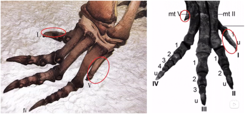 神奇的恐龙在哪里?化身恐龙法医按"石"索骥