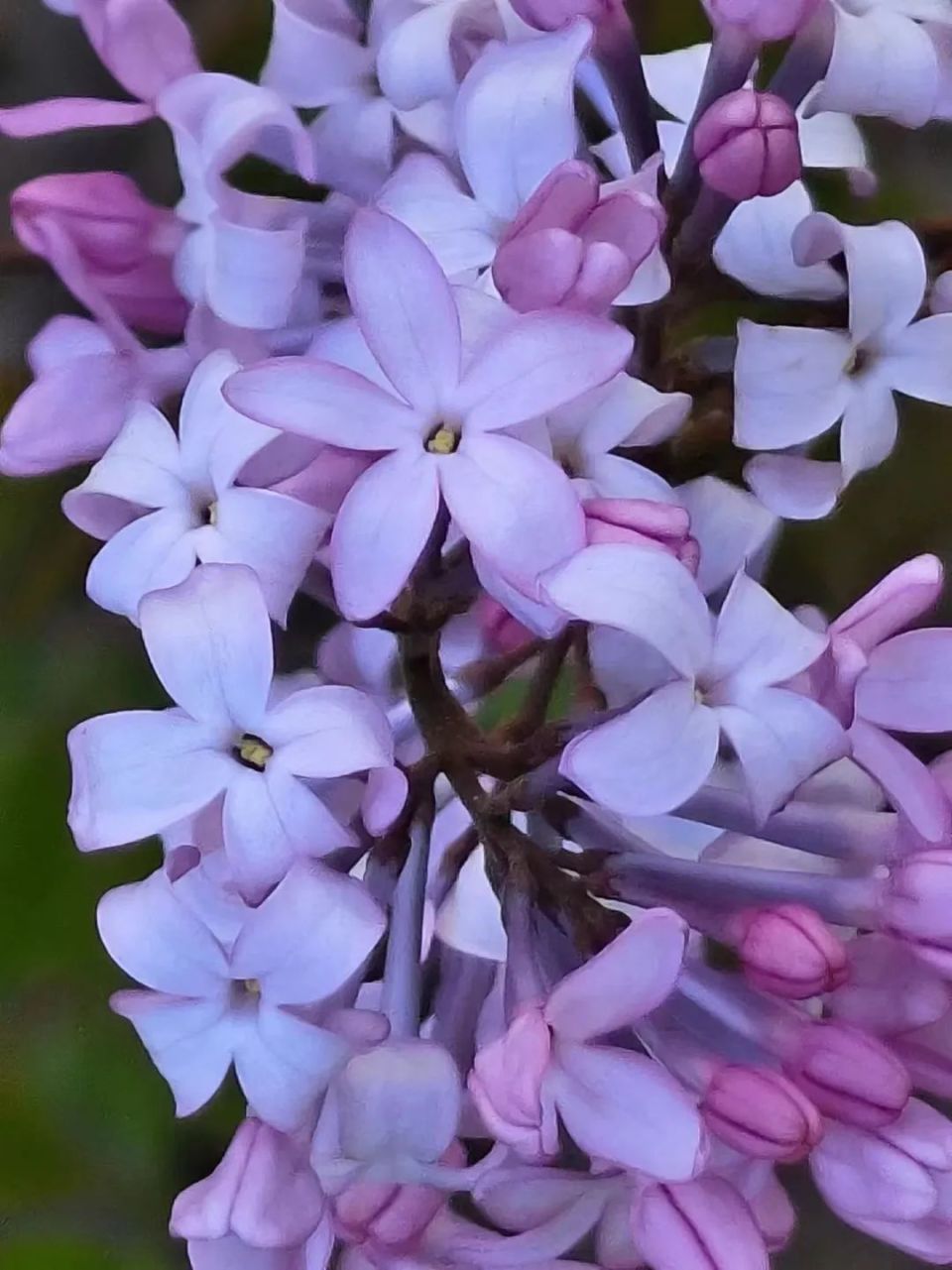 丁香花的样子具体描写图片