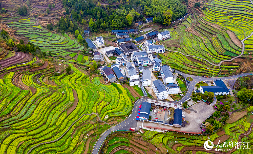 仙居下各镇油菜花图片