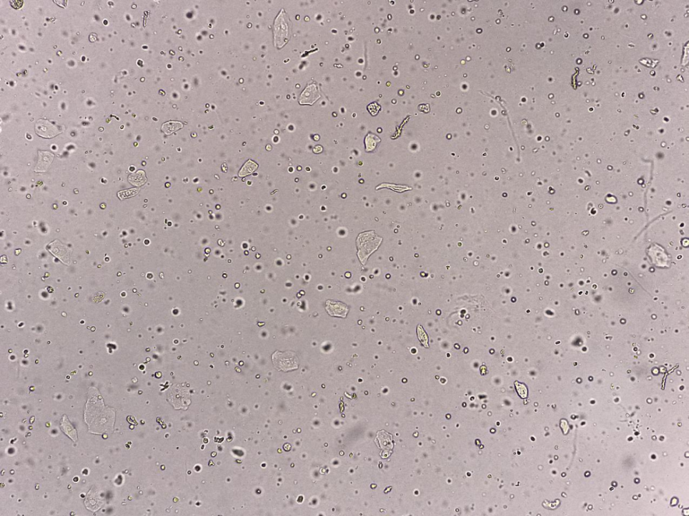 氨苄西林钠是一种半合成青霉素,常用于预防和治疗革兰氏阳性和阴