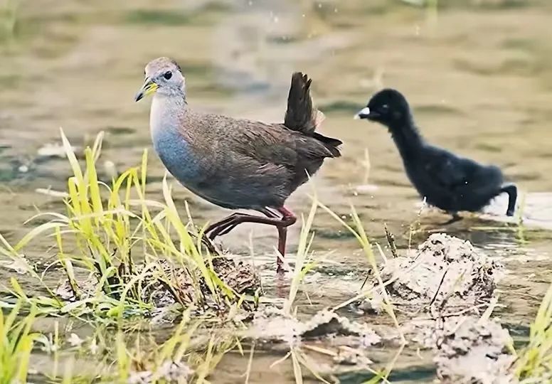 红脚田鸡图片