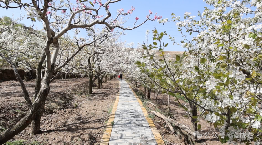 【药都的春天】陇西县首阳镇:梨花绘就好春景