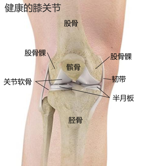 腿部膝盖结构图图片