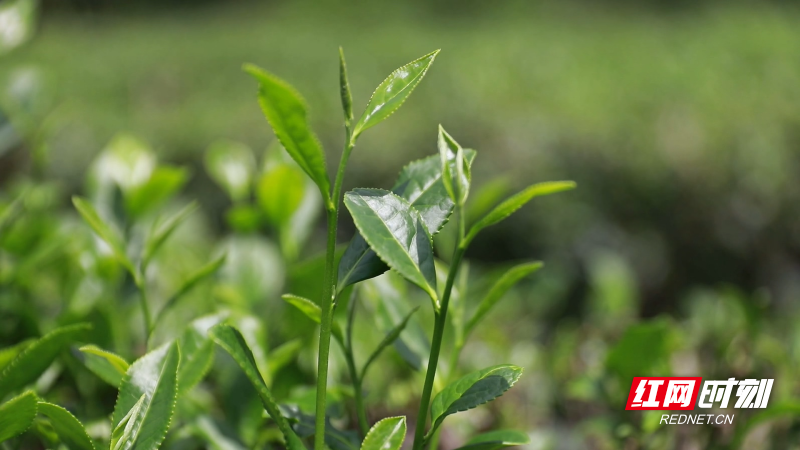 宜章县关溪乡直播进茶园绿叶变金叶