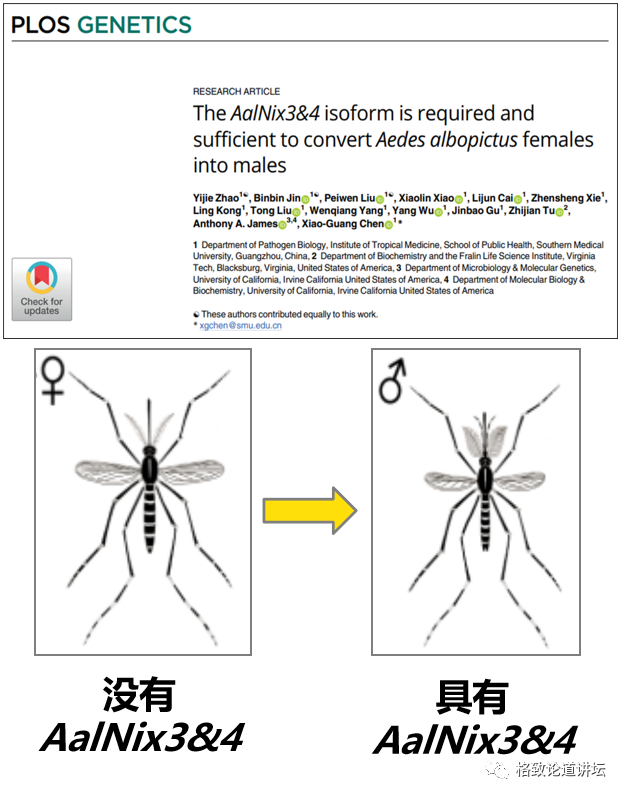 为了防控蚊媒疫病，我们对3000多只蚊子进行了 “变性手术”｜陈晓光_腾讯新闻