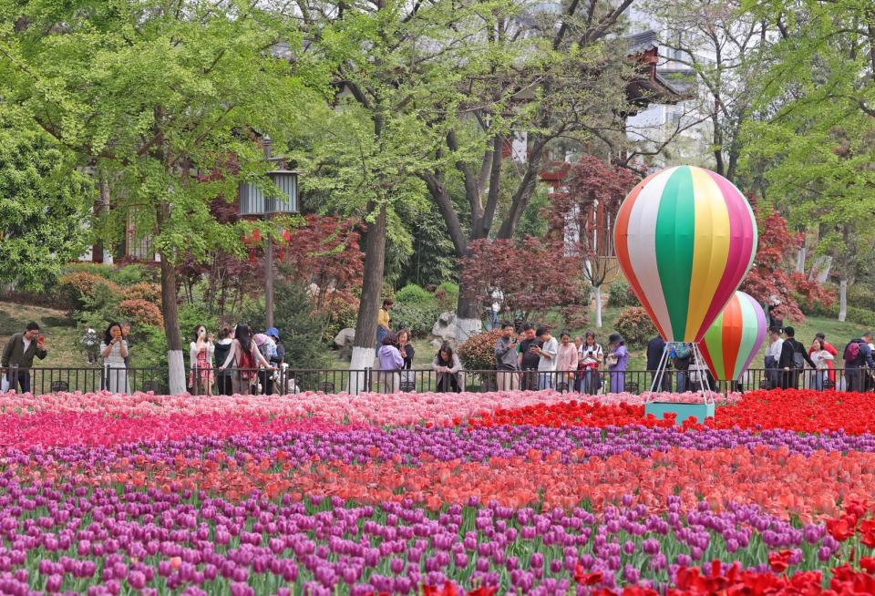 西安春日花花汇航拍兴庆宫公园郁金香花展