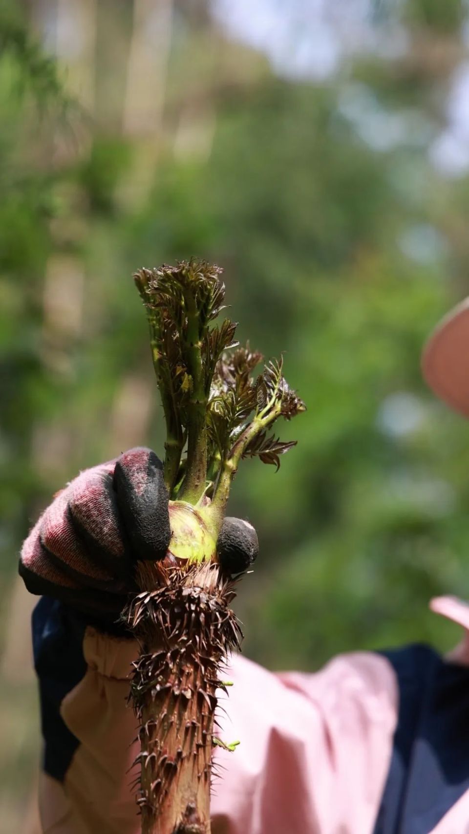 天全春日限定美食——"山野菜之王"刺龙苞